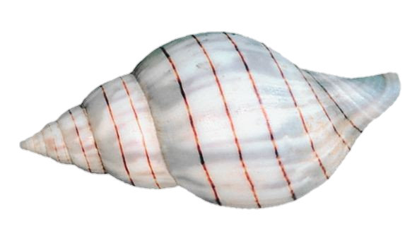 Conch Shell Png