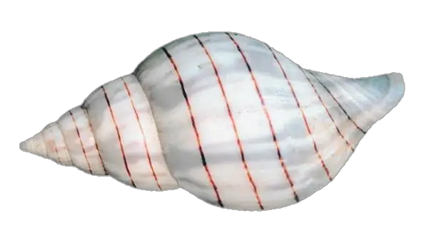 Conch Shell Png