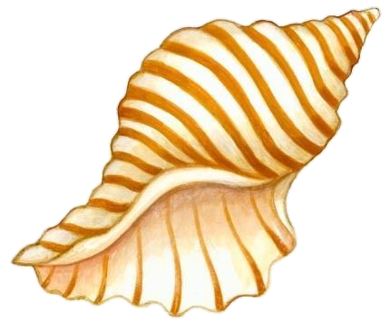 Conch Shell Art Png