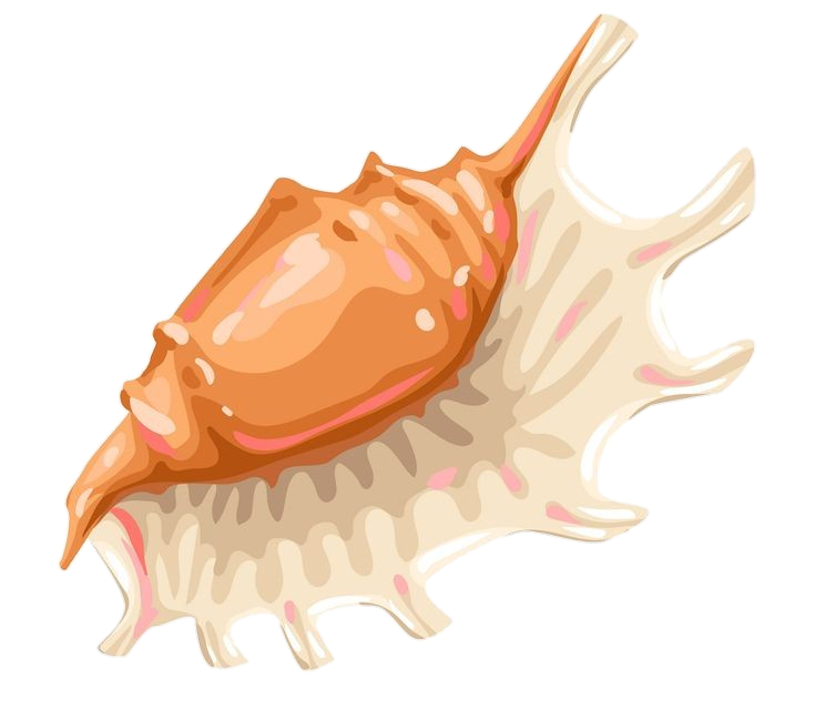 Sea Conch vector Png