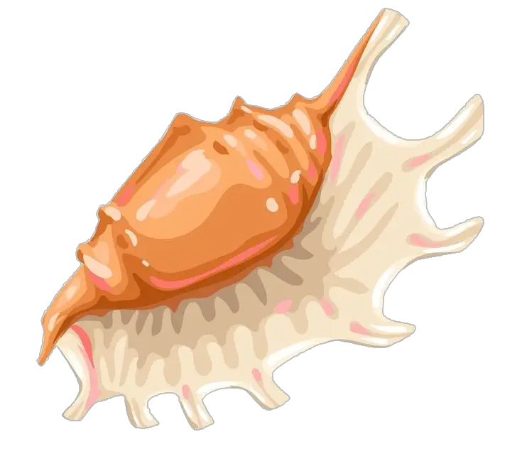 Sea Conch vector Png