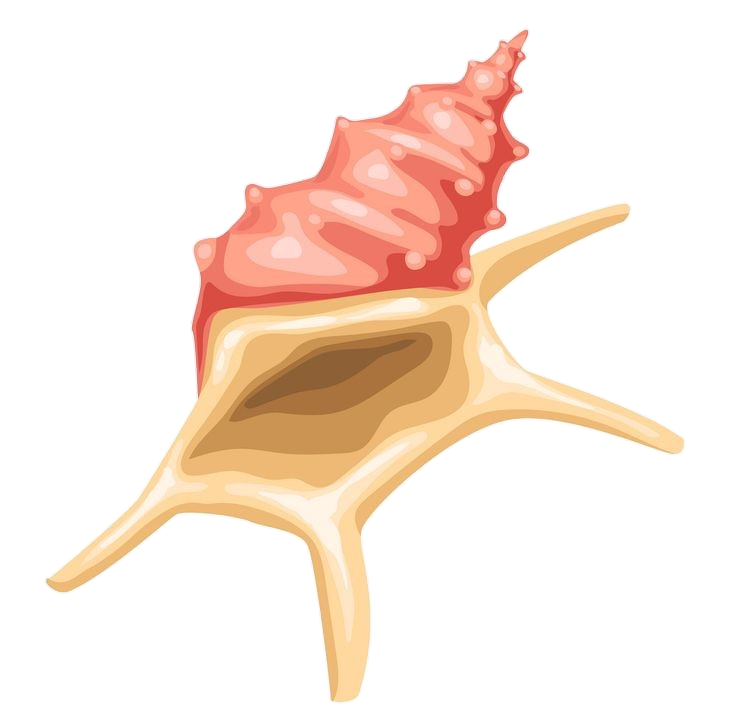Pink Sea Conch Clipart Png