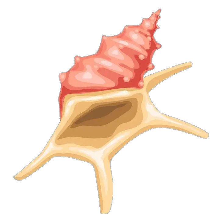 Pink Sea Conch Clipart Png