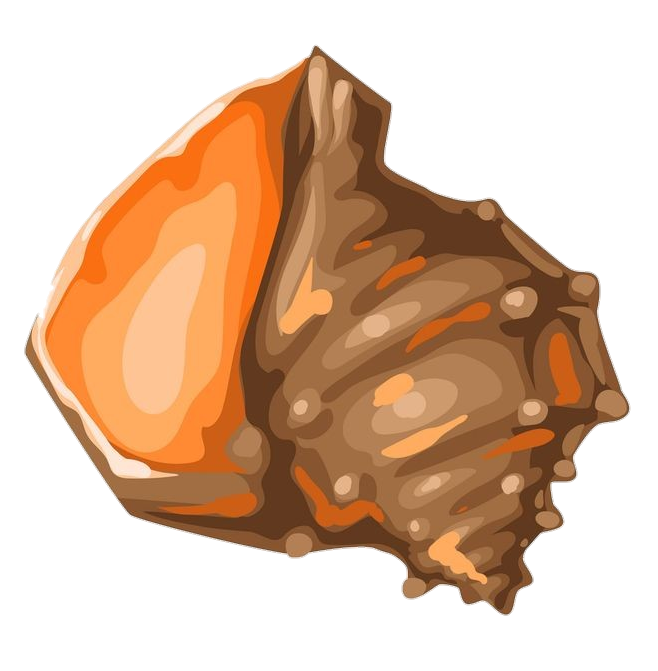 Sea Conch Clipart Png