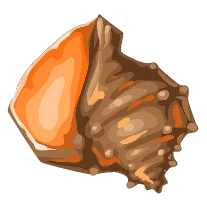 Sea Conch Clipart Png