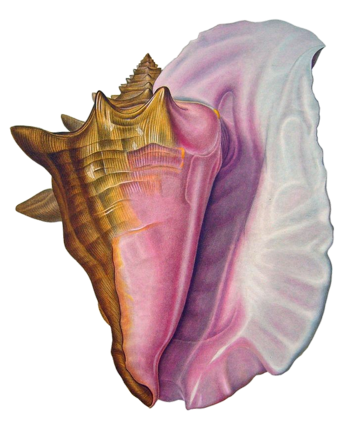 Conch Clip Art Png