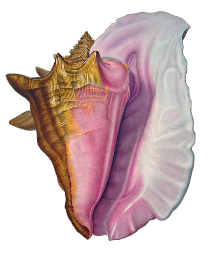 Conch-2