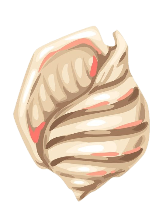 White Sea Conch Shell Png