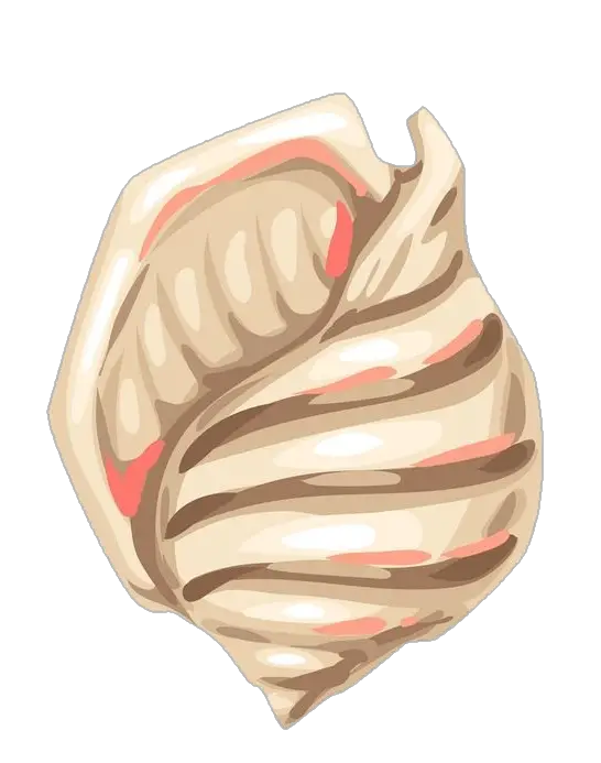 White Sea Conch Shell Png