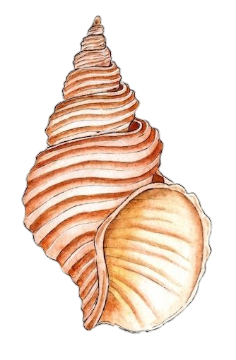 Conch Sell Art Png