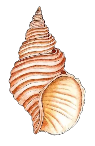 Conch Sell Art Png