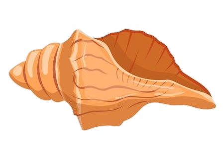 Conch vector Png