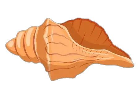 Conch vector Png