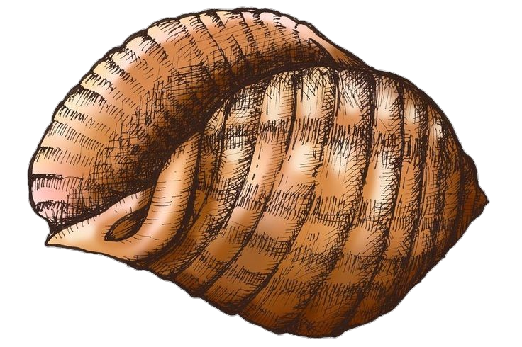 Conch Shell Sketch Art Png