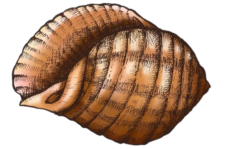 Conch Shell Sketch Art Png