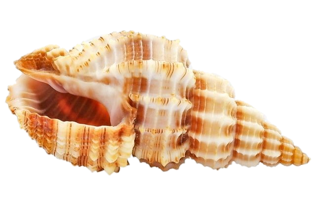 Beautiful Sea Conch Shell Png