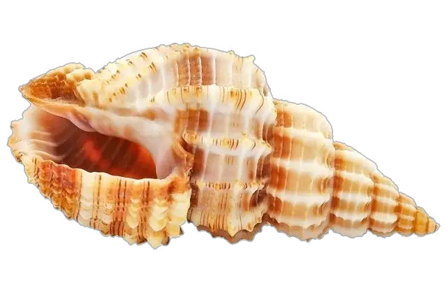 Beautiful Sea Conch Shell Png