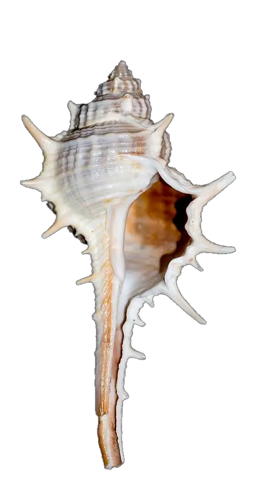 Conch Png Image