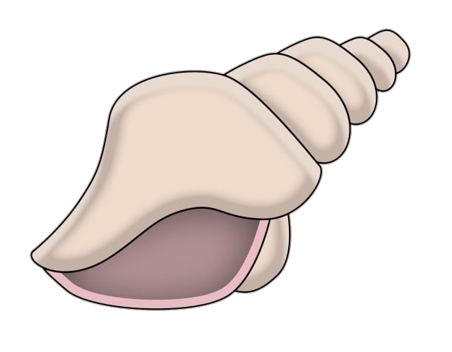 White Conch Shell Vector Png