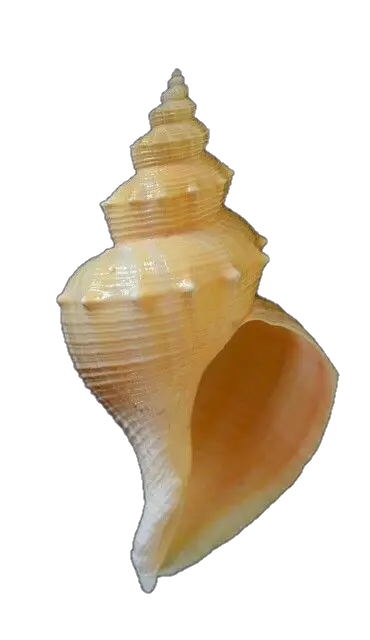 Conch Shell Png