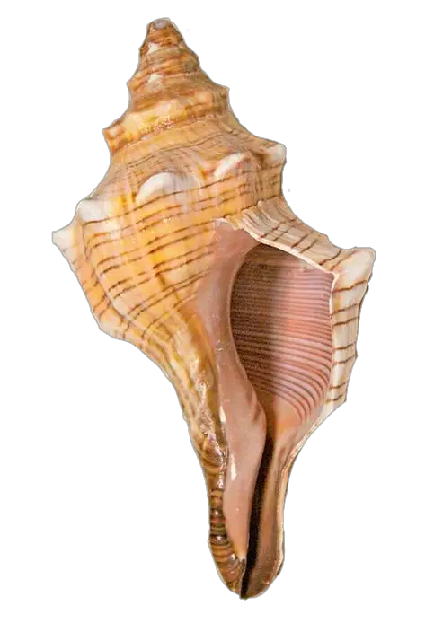 Conch Shell Png