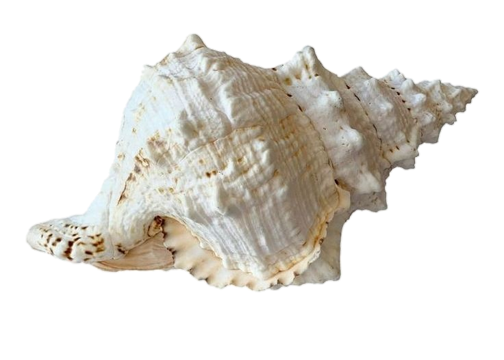 White Conch Png