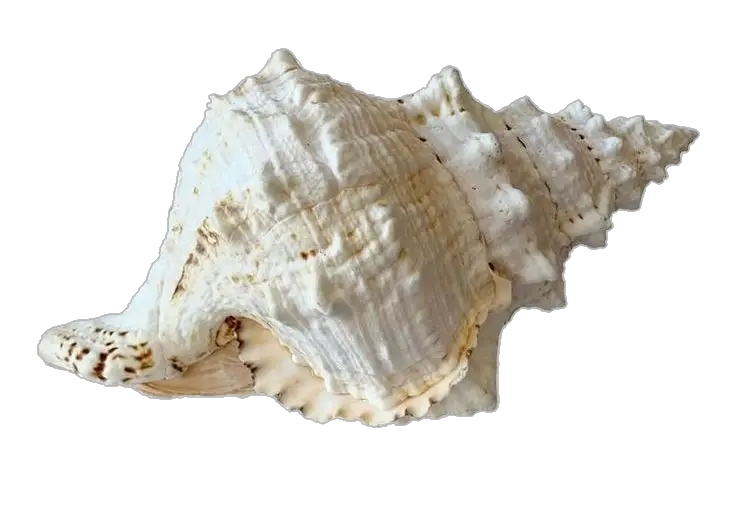 White Conch Png