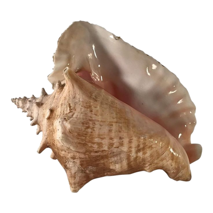Conch Shell Png Image