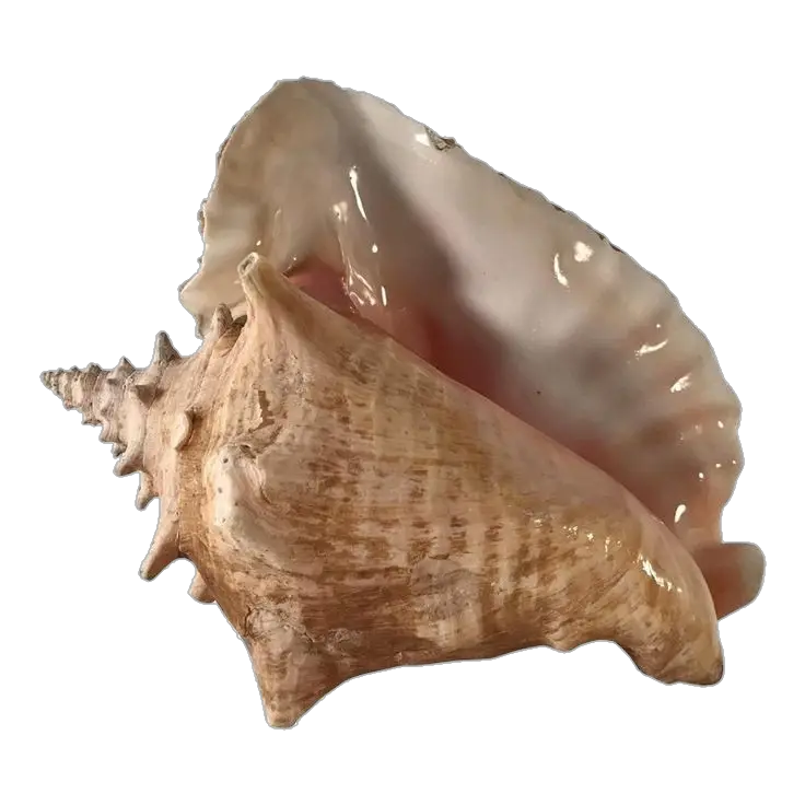 Conch-8