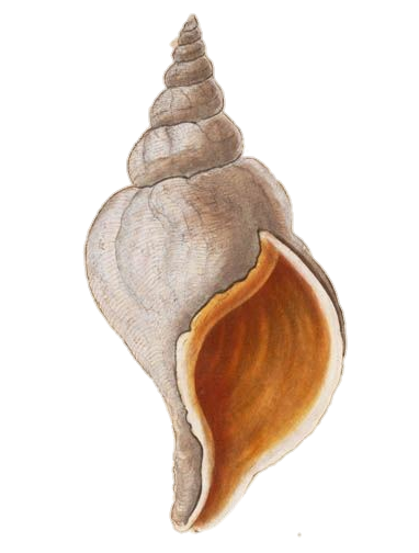 Shankh Conch Clip Art Png
