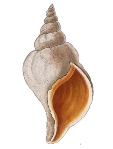 Shankh Conch Clip Art Png