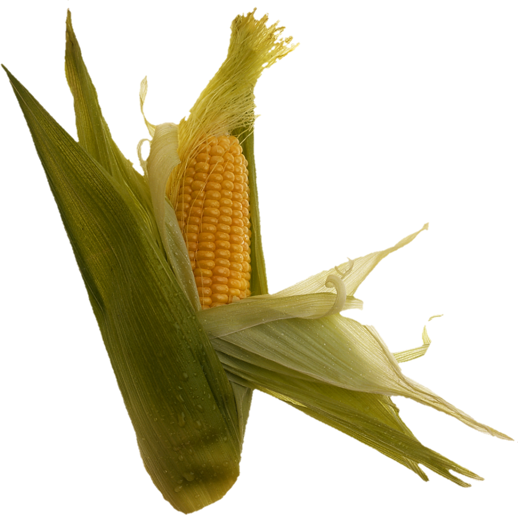 Maize Corn Png