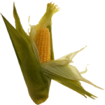 Corn Png Transparent image