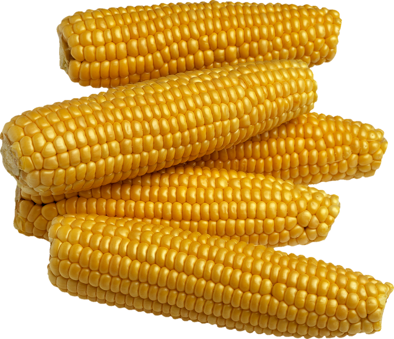 Corn-11