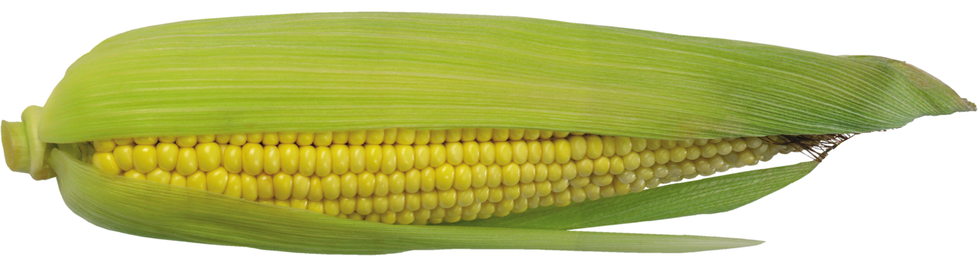 Corn-12