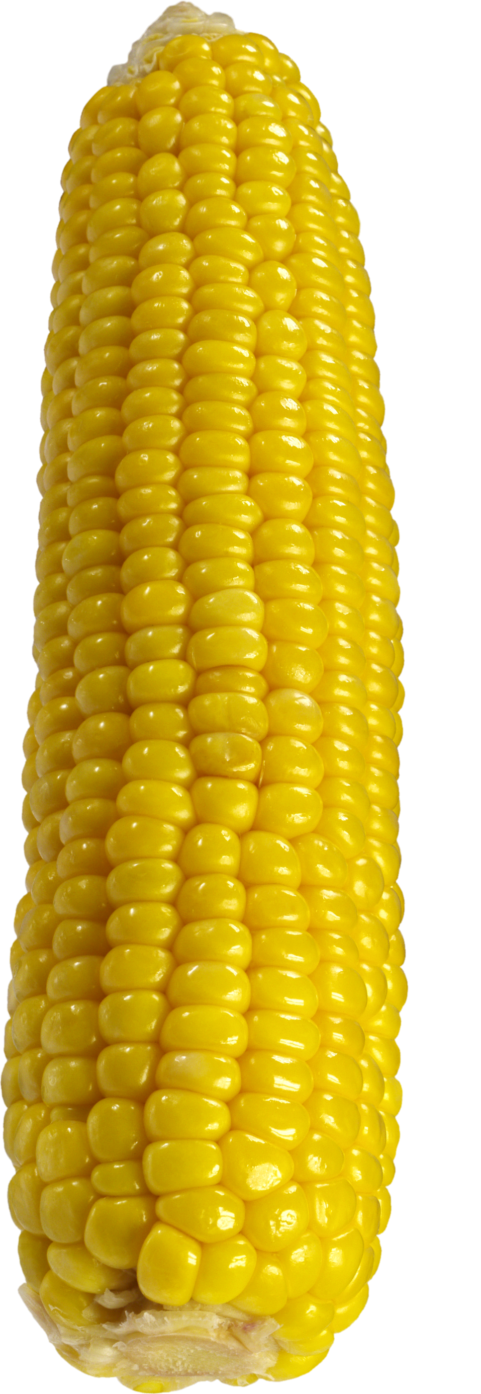 Corn-13