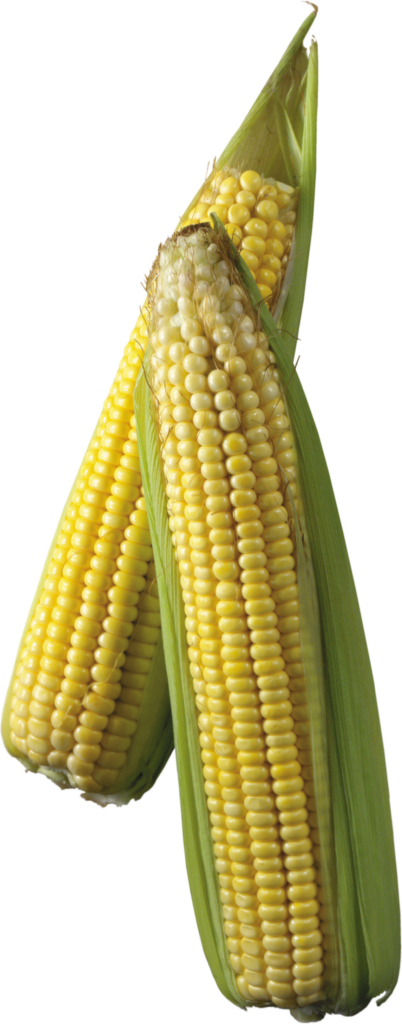 Corn Vegetable Png