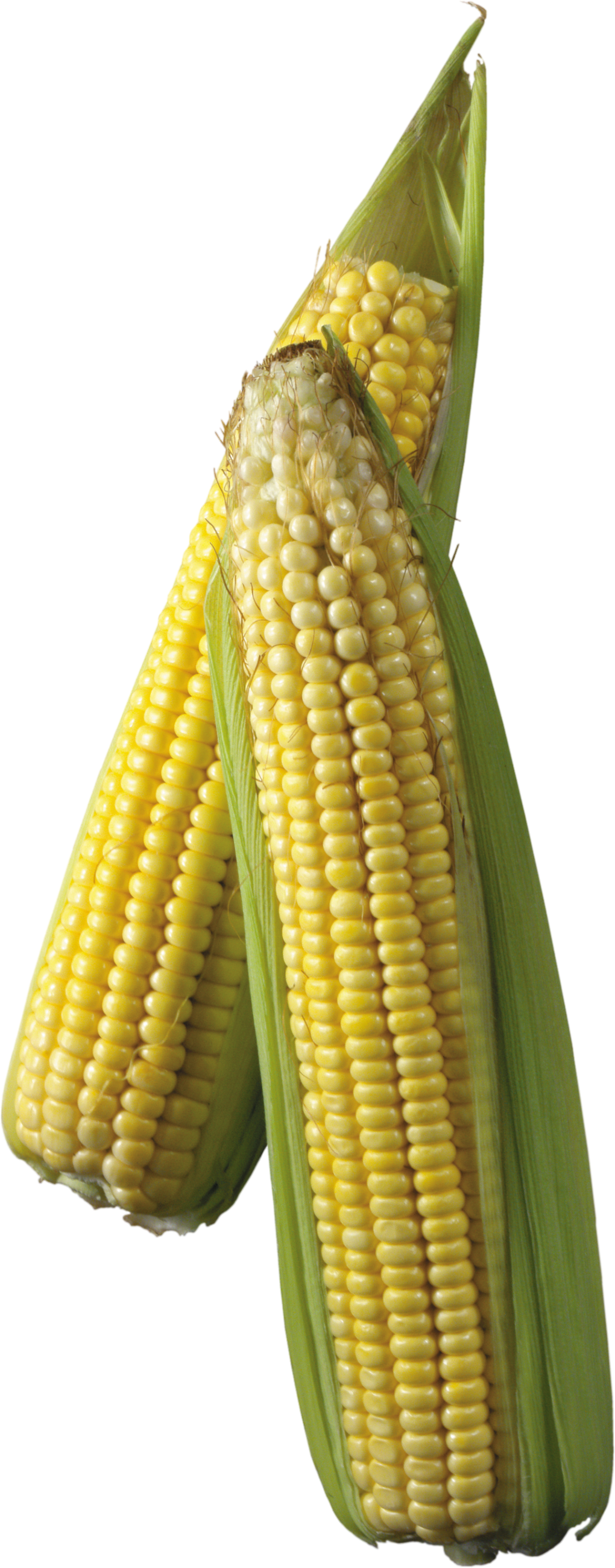Corn-16