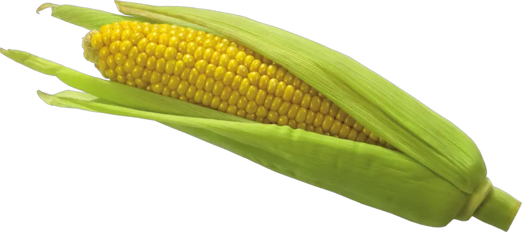 Transparent Corn Png