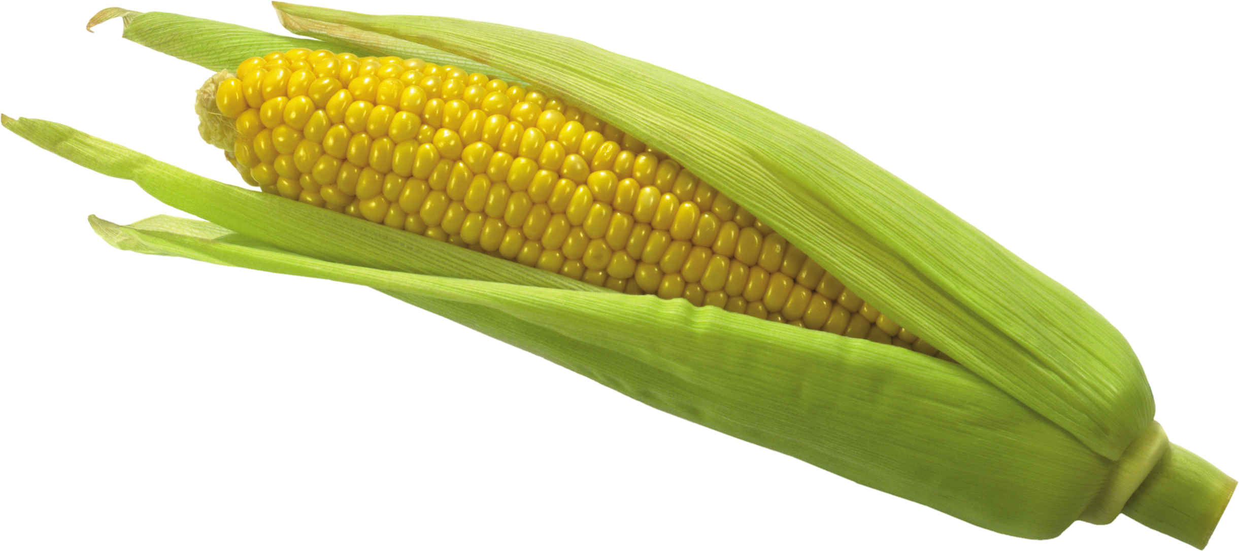 Corn-17