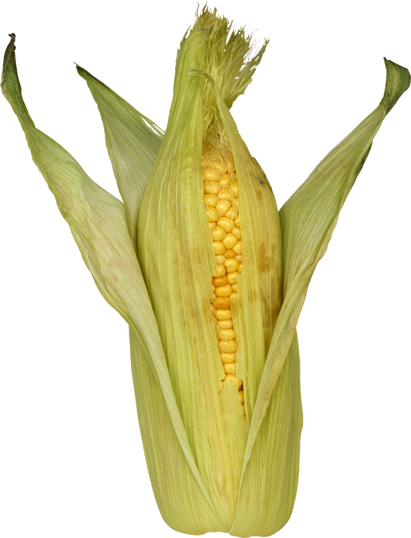Corn-19