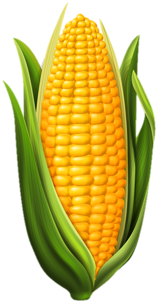 Corn Clipart png 