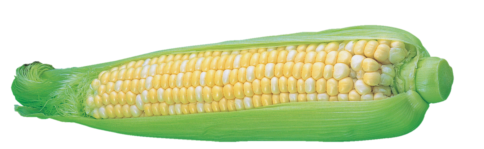 Corn-22