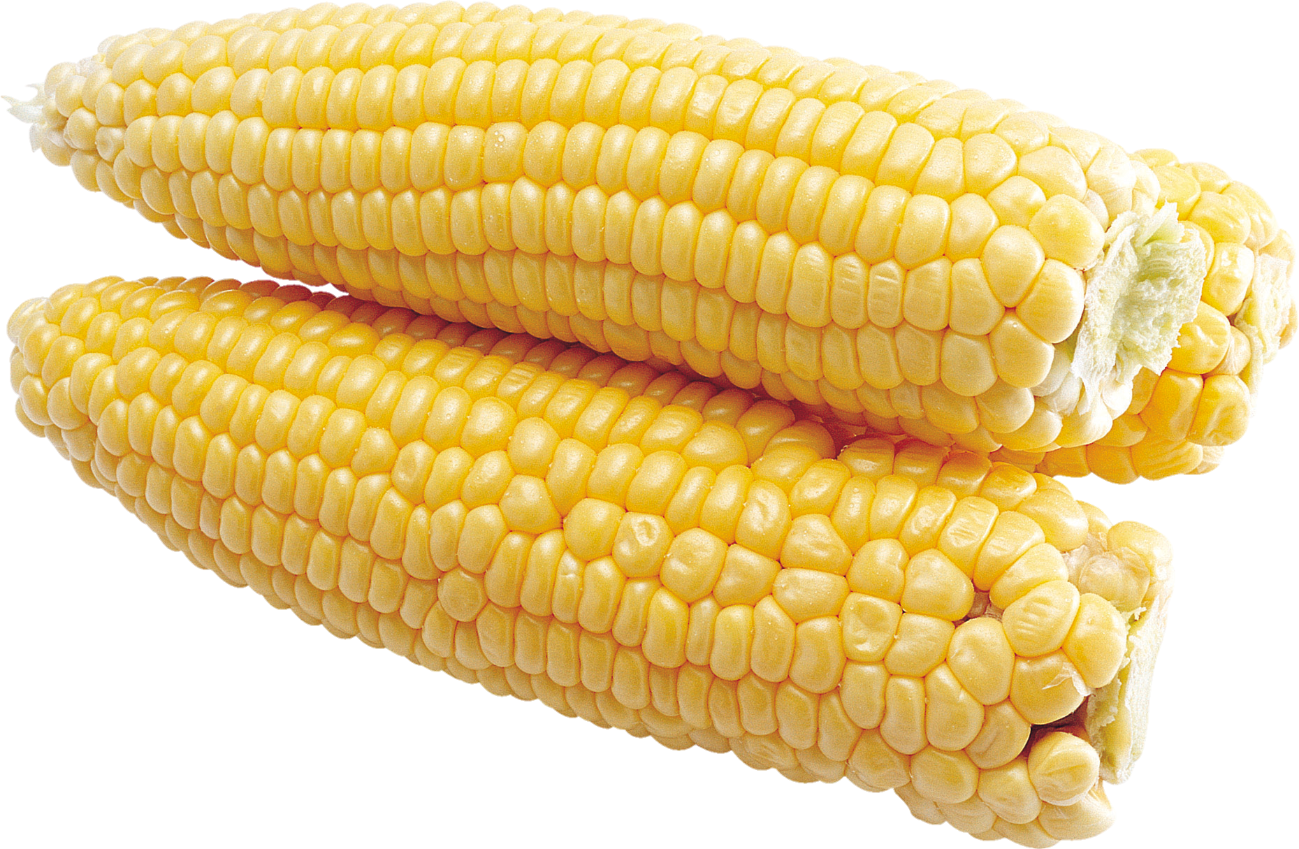 Corn-24-1