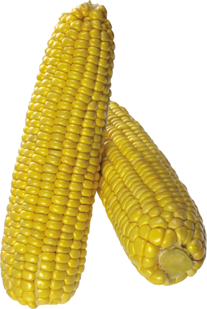 Corn vegetable Png