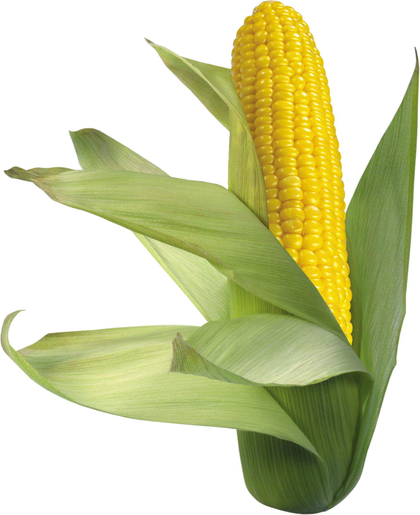 Corn-28