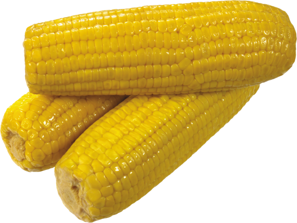 Corn Png with no background 