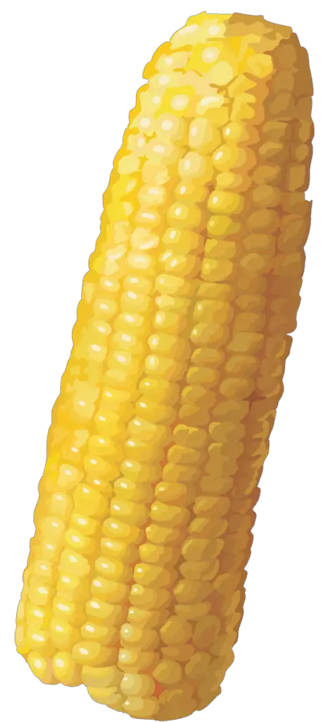 Corn clipart png 