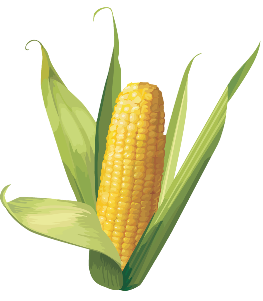 Corn illustration png 