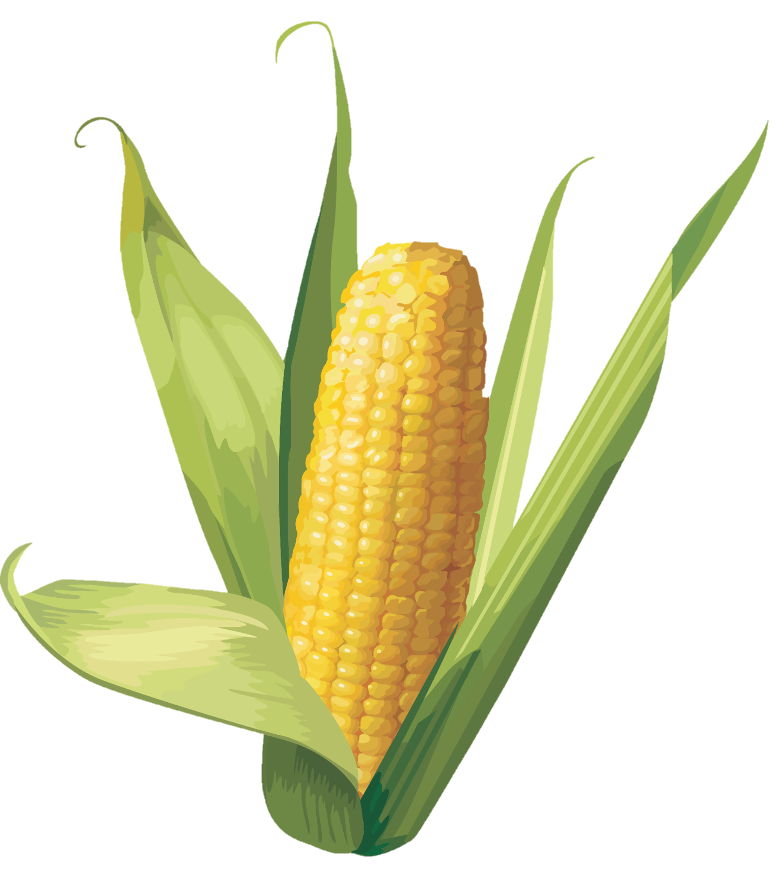 Corn-5